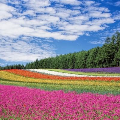 日本已有26人服用小林制药含红曲保健品后住院